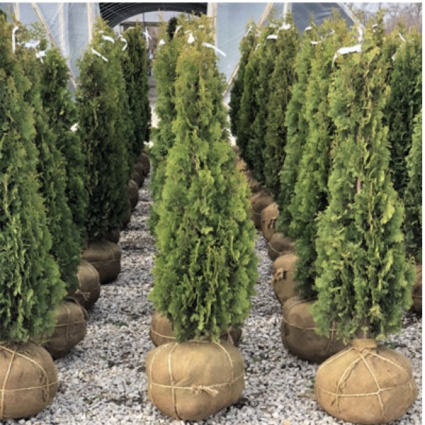 DeGroots Spire Arborvitae 3'