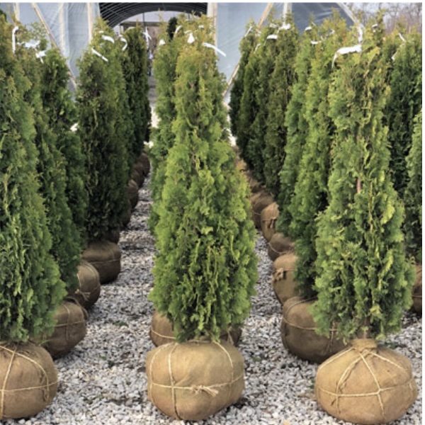 DeGroots Spire Arborvitae 4'