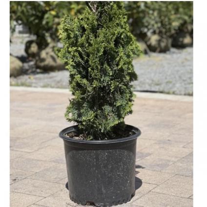 DeGroots Spire Arborvitae 10G