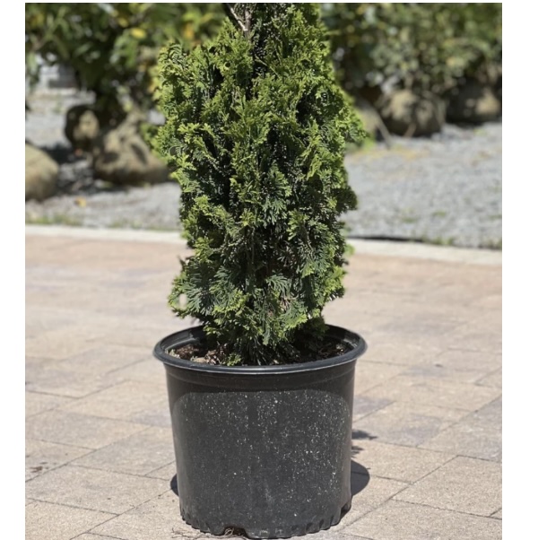 DeGroots Spire Arborvitae 6-7G