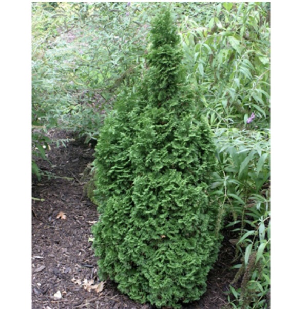 DeGroots Spire Narrow Arborvitae 4'