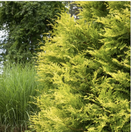 Ember Waves Western Arborvitae 15G