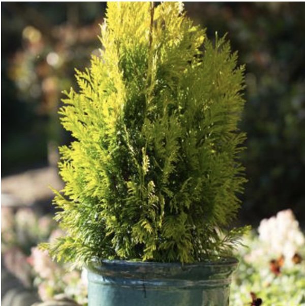 Forever Goldy Arborvitae 10G