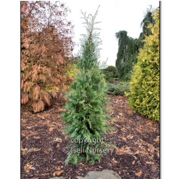 Hetz Winter Green Arborvitae 5G