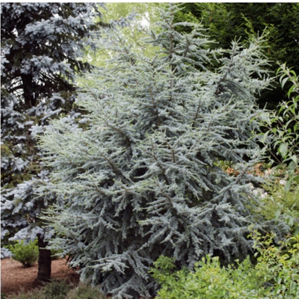 Hortsmann Blue Atlas Cedar 10G