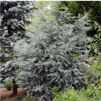 Hortsmann Blue Atlas Cedar 10G