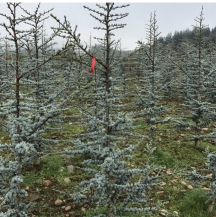 Blue Atlas Cedar 6'