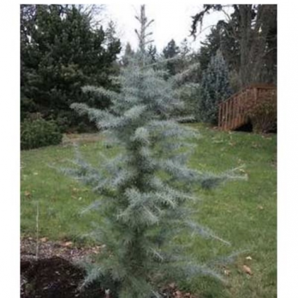 Eisregen Himalayan Cedar 6'