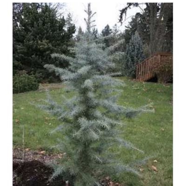 Eisregen Himalayan Cedar 8-9'