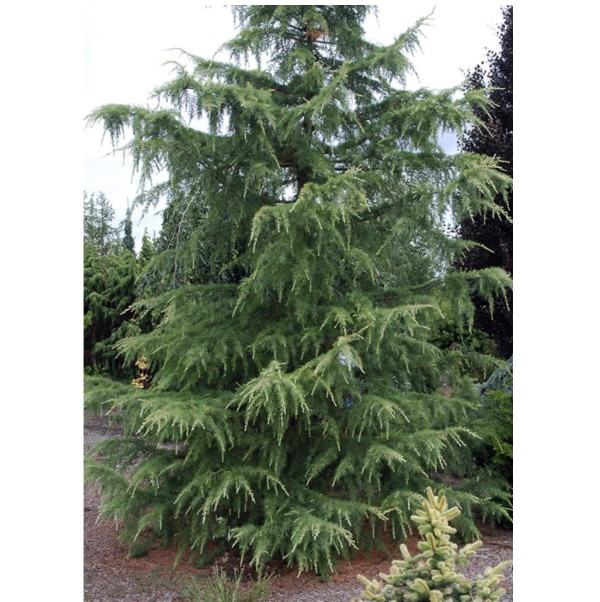 Albospica Himalayan Cedar 5'