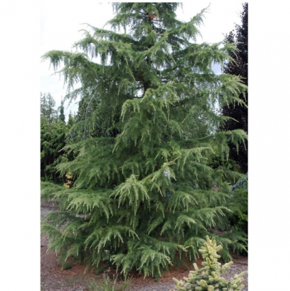 Hortsmann Blue Atlas Cedar 36"