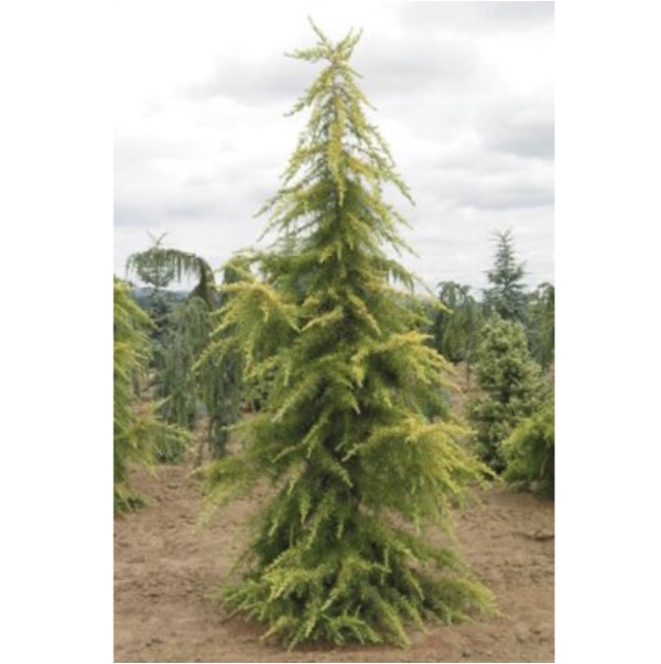 Golden Himalayan Cedar 6'