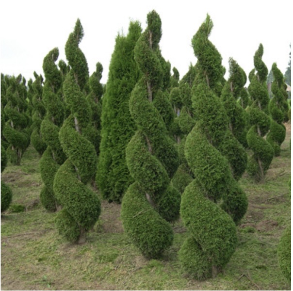 Arborvitae Spiral Evergreen 4'