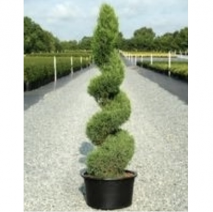 Emerald Green Spiral Arborvitae  15G