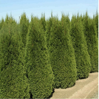 Emerald Green Arborvitae 7'