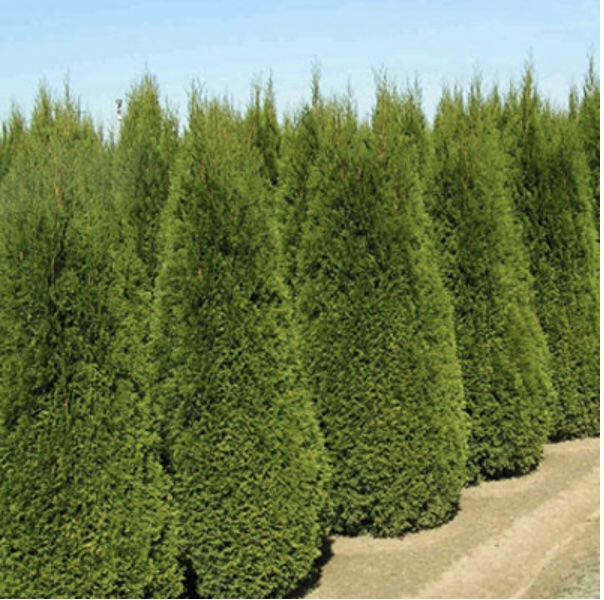 Emerald Green Arborvitae 5G