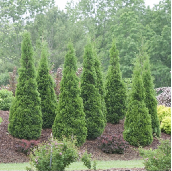 North Pole® Arborvitae 8"