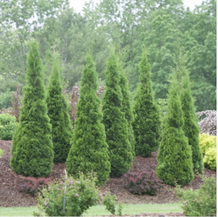 North Pole® Arborvitae 3-5G 