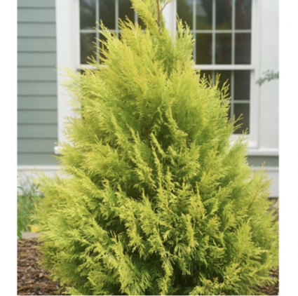 Fluffy® Western Arborvitae 2G