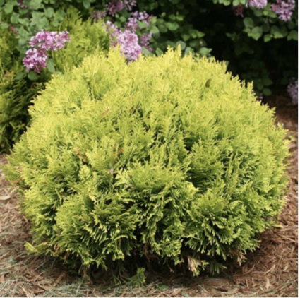 Anna's Magic Ball® Arborvitae 2G