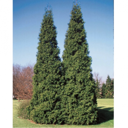 Spring Grove® Western Arborvitae 6-7'