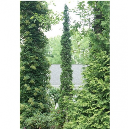 Sting® Arborvitae 3-5 G