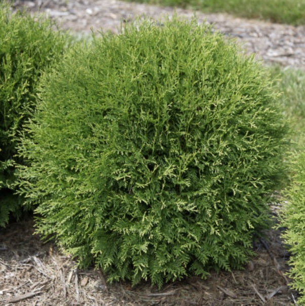 Planet Earth Arborvitae  7G