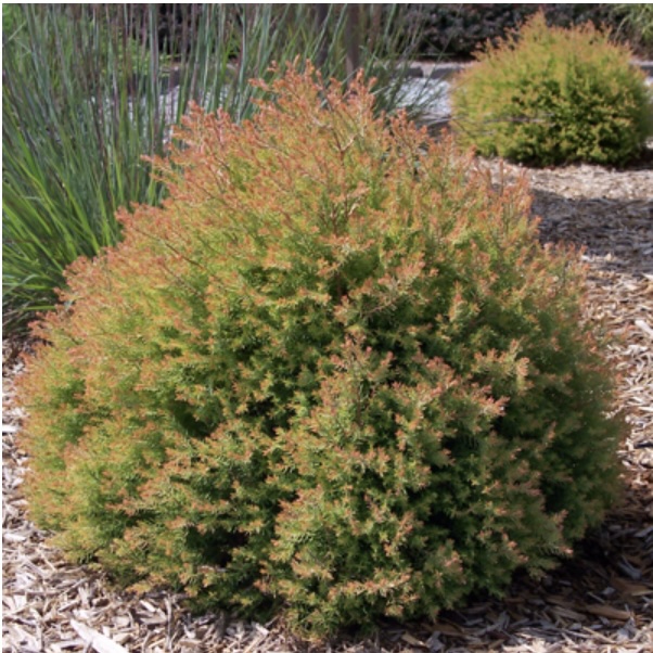 Fire Chief Arborvitae 3-5G