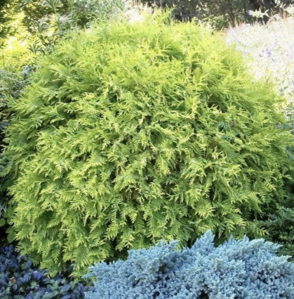 Golden Globe Arborvitae 3-5G