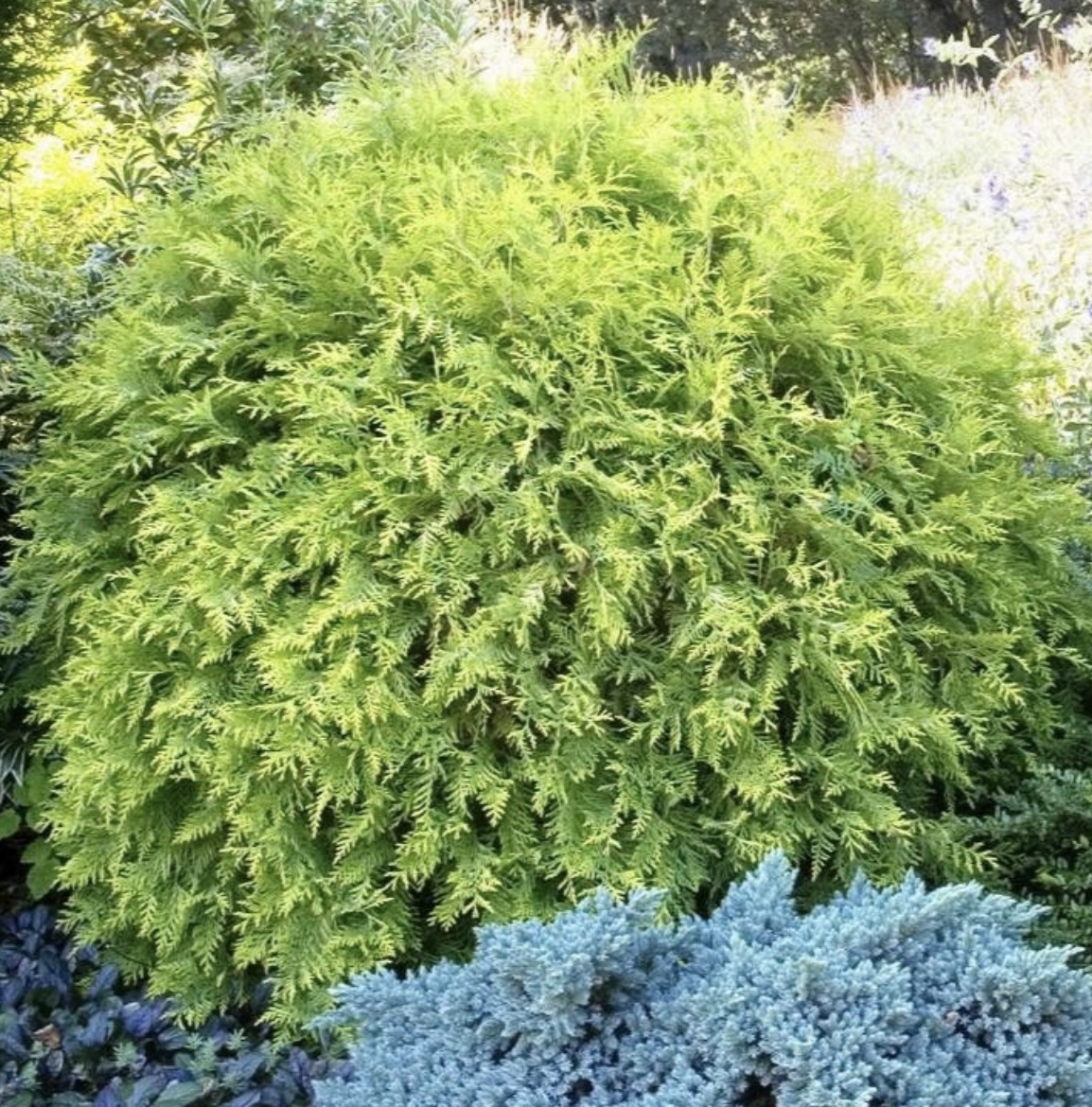 Golden Globe Arborvitae 2G