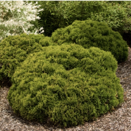 Danica Arborvitae 3-5G