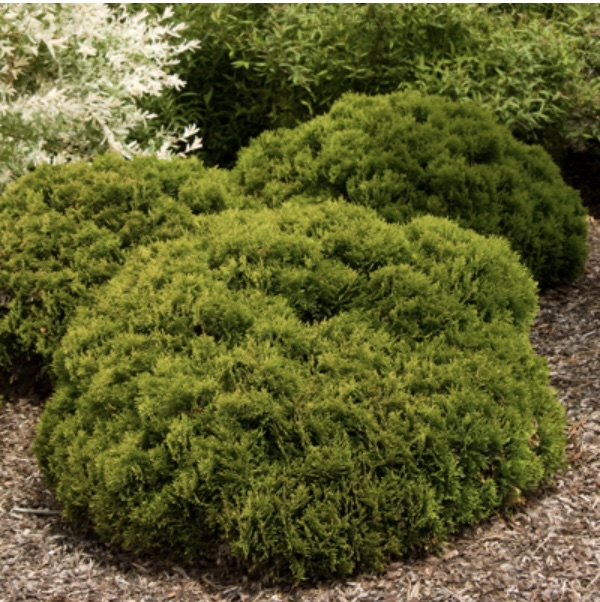 Danica Arborvitae 1G