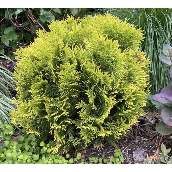 Autumn Moon Arborvitae 3-5G