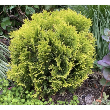 Autumn Moon Arborvitae 3-5G