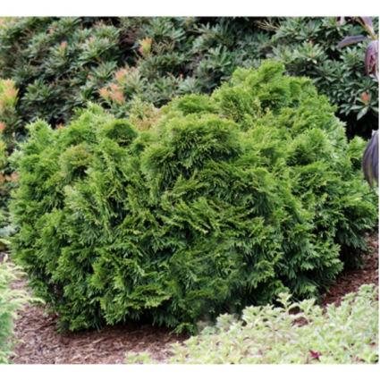 Grune Kugel Arborvitae 3-5G