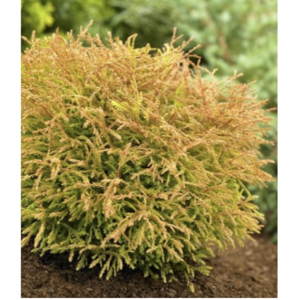 Golden Tuffet Arborvitae 3-5G