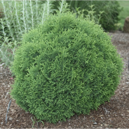 Hetz Midget Arborvitae 3-5G