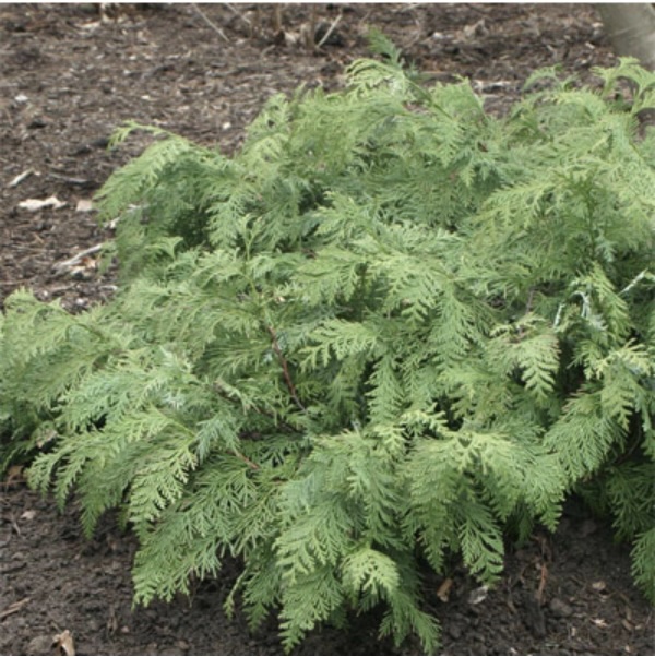 Glauca Prostrata Korean Arborvitae 5G