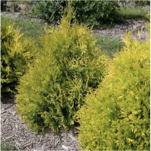 Lemon Burst Arborvitae 2G