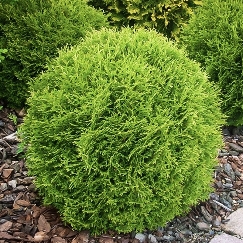 Little Giant Arborvitae 3-5G