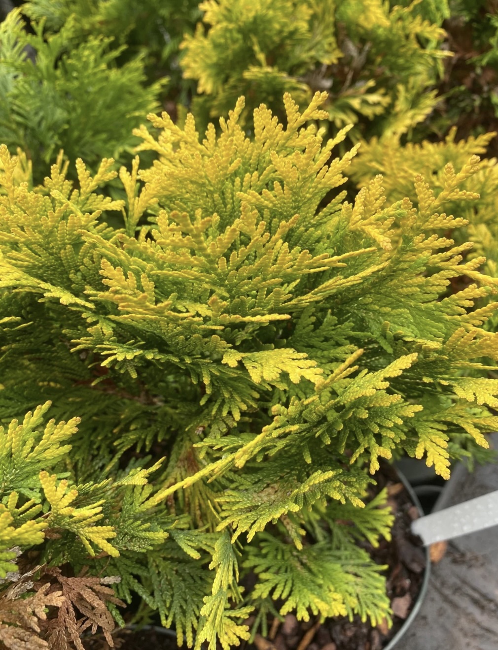 Sunkist Arborvitae 3-5G