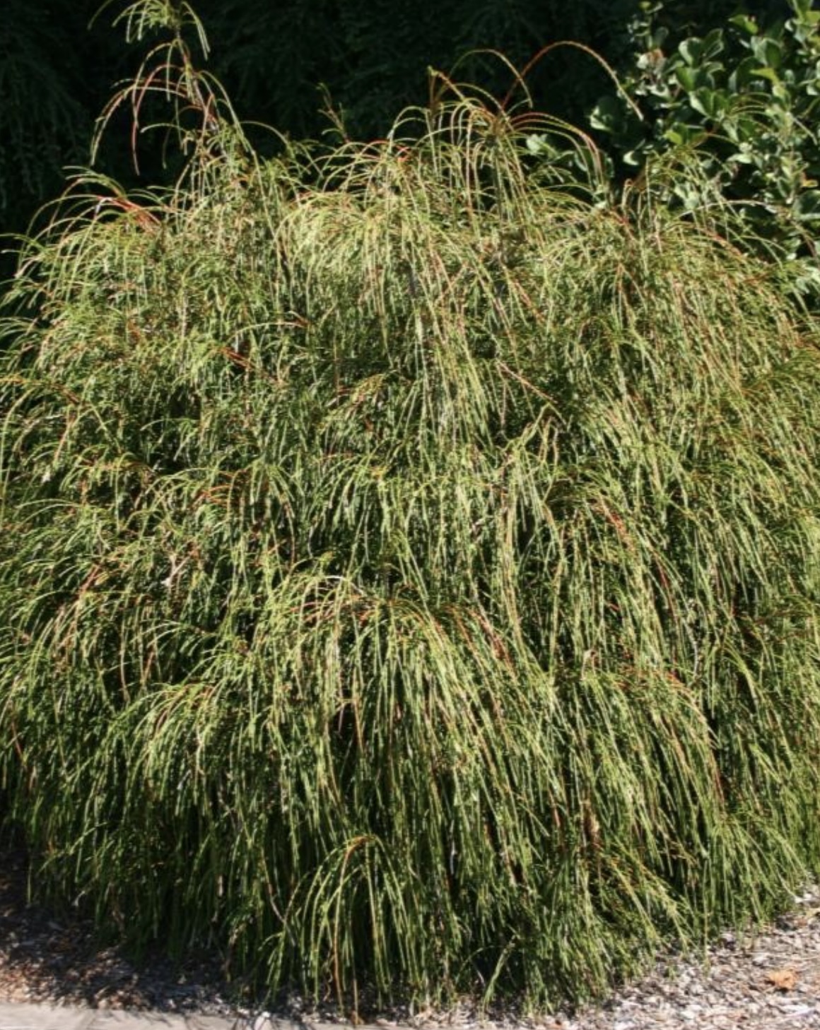 Whipcord Arborvitae  3-5G