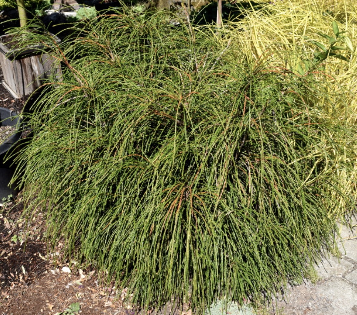 Whipcord  Heavy Arborvitae 5G