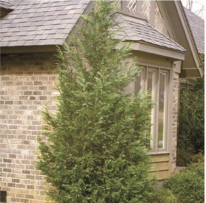 Leyland Cypress  7'