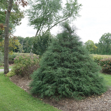 Haywire® False Cypress 3-5G