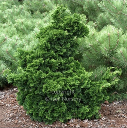 Dainty Doll False Cypress 3-5G