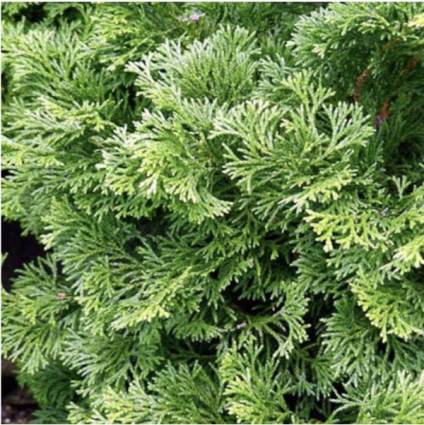 Dwarf Hinoki False Cypress 36"