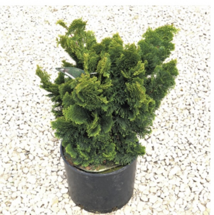 Dwarf Hinoki False Cypress 12"