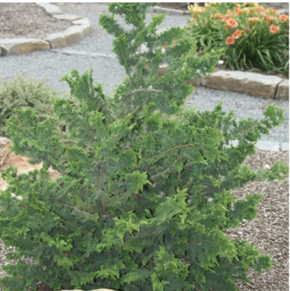 Fernspray False Cypress 3-5G