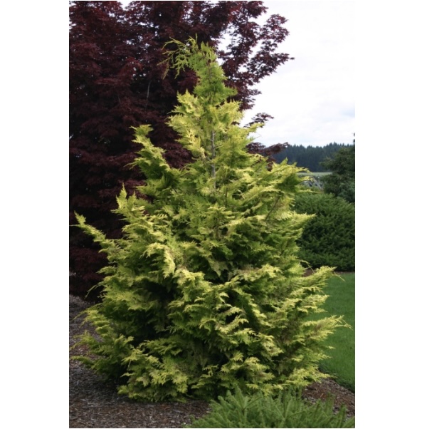 Goldilocks False Cypress 3-5G